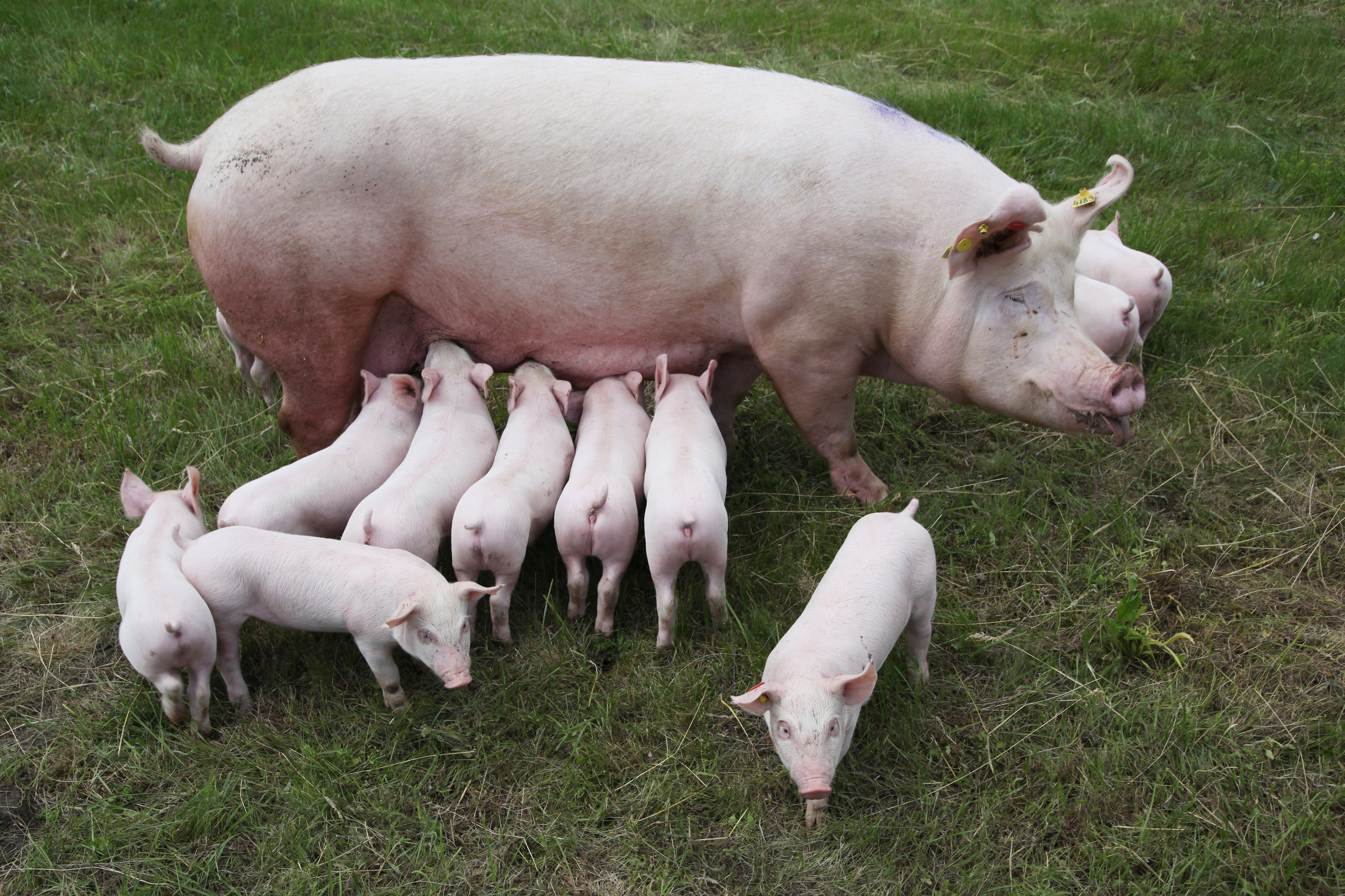 Best litter 2025 for pigs